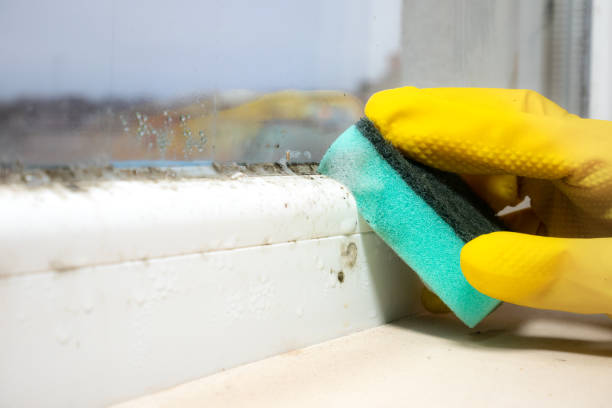 Best Office Mold Removal Services  in Park View, IA